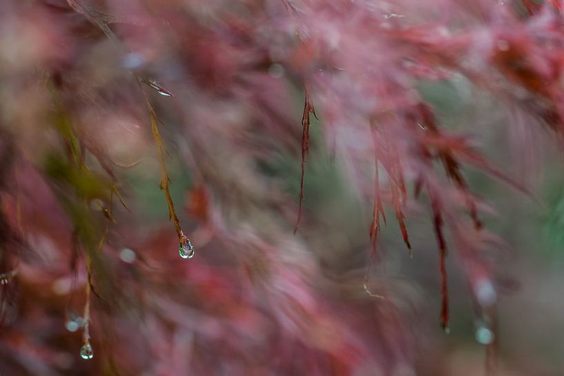 Waterdruppels van Karin Dam