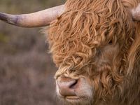Schotse hooglander in kleur
