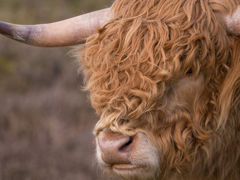 Scottish Highlander in color by Evelien Brouwer