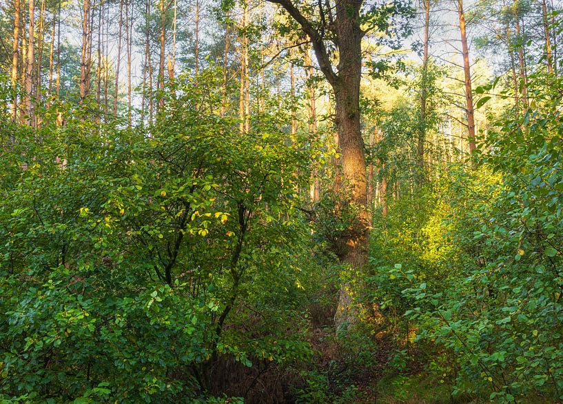 Trees Dwingelderveld during sunrise (Netherlands) by Marcel Kerdijk