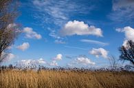 Typische Wolken über der Flussaue des Lek von Ton de Koning Miniaturansicht