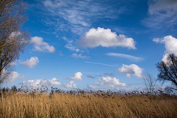 Typische wolken boven de uiterwaarden van de Lek. van Ton de Koning