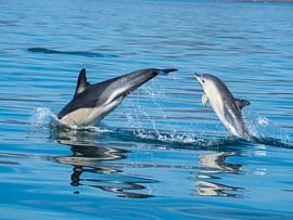 Delfine