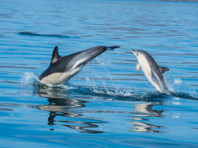 Dolfijnen van Karin Maier