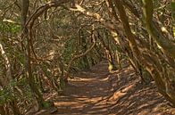 Tunnel van Laurierbomen – Anaga Forest, Tenerife van Kristof Lauwers thumbnail