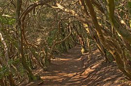 Tunnel aus Lorbeerbäumen - Anaga-Wald, Teneriffa von Kristof Lauwers