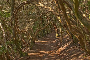 Tunnel van Laurierbomen – Anaga Forest, Tenerife van Kristof Lauwers