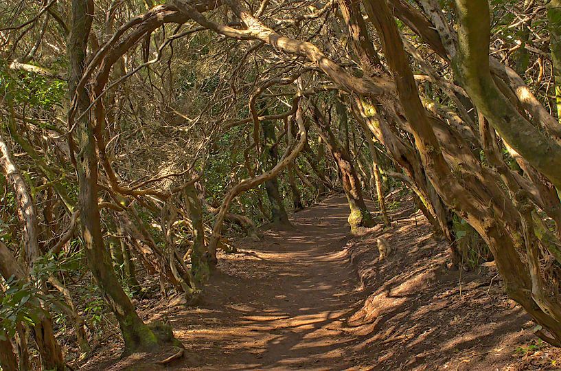 Tunnel van Laurierbomen – Anaga Forest, Tenerife van Kristof Lauwers