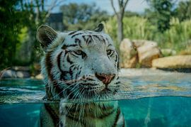 White Tiger Stare – The Power of a Gaze by Picture By Gijs