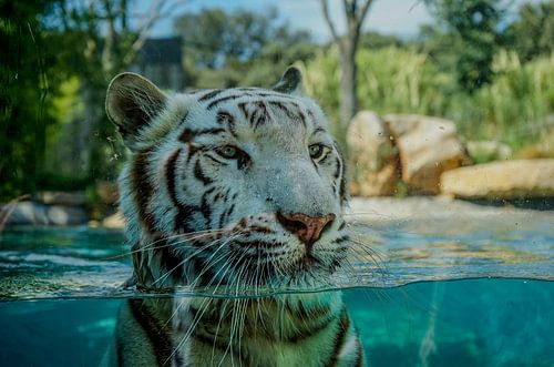 White Tiger Stare – De Kracht van een Blik
