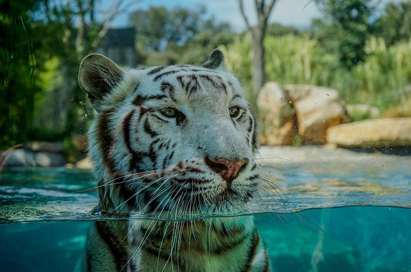White Tiger Stare – The Power of a Gaze by Picture By Gijs