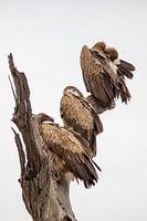 3 gieren