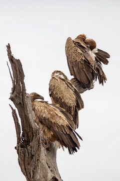 3 vautours sur Petra Lakerveld