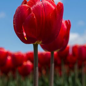 Rode tulpen von Saskia Bon
