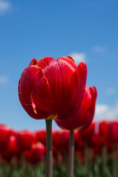 Rode tulpen von Saskia Bon