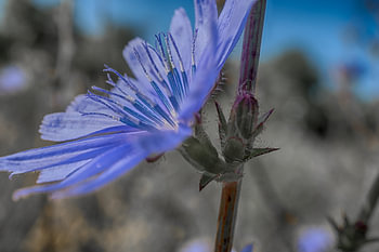 chicory-2
