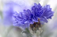 Blue Beauty..... (flower, blue, macro) by Bob Daalder thumbnail