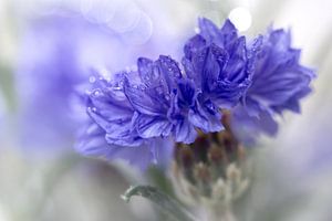 Blue Beauty..... (Blume, blau, makro) von Bob Daalder