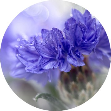 Blue Beauty..... (bloem, blauw, macro) van Bob Daalder