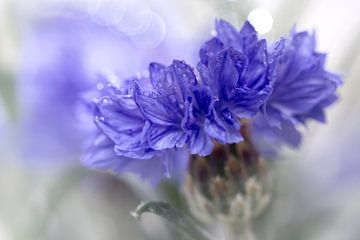 Blue Beauty..... (bloem, blauw, macro) van Bob Daalder