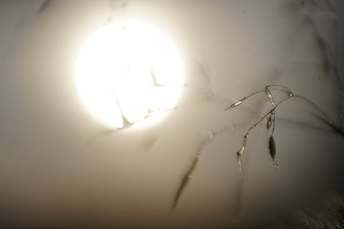 Droomwereld in de morgen. Dauwdruppels in het zonlicht