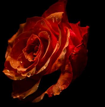 Die Rose im Dunkeln. von Robby's fotografie