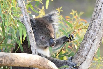 Nahaufnahme eines Koalas oder Koala-Bären von Rini Kools