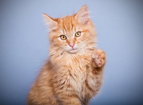 Maine Coon kitten