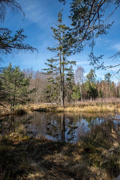 Bomen worden weerspiegeld in de Birkensee in Schönbuch van Alexander Wolff