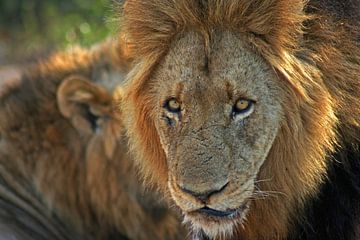 Lion in Africa van ManSch