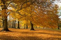 autumn in Holland