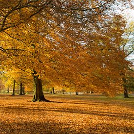 autumn in Holland by Marieke Treffers