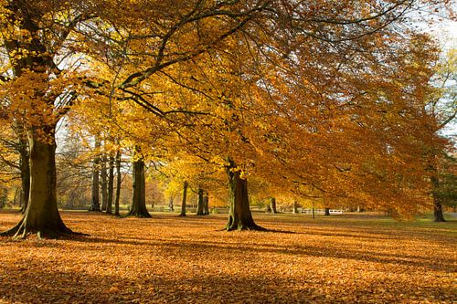 autumn in Holland van Marieke Treffers