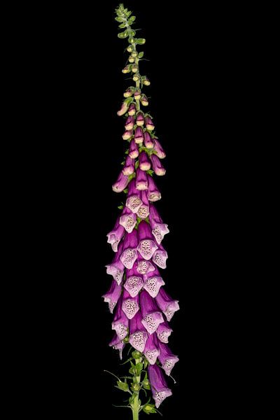 Roter Fingerhut von Uwe Ulrich Grün