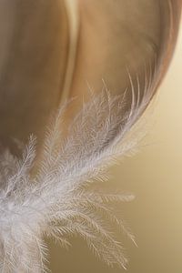 Die weißen Daunen einer Feder mit Brauntönen