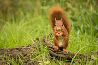 Squirrel by Bart Vodderie thumbnail