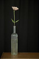 Fleur rose dans une bouteille en verre