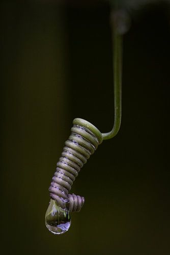 Wurzelsprossen der Passionsblume