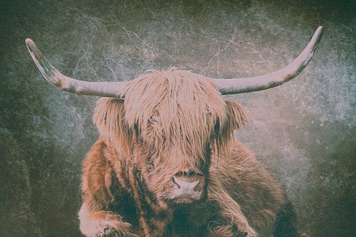 Bœuf des Highlands écossais