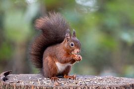 Kleines rotes Eichhörnchen von Janny Beimers
