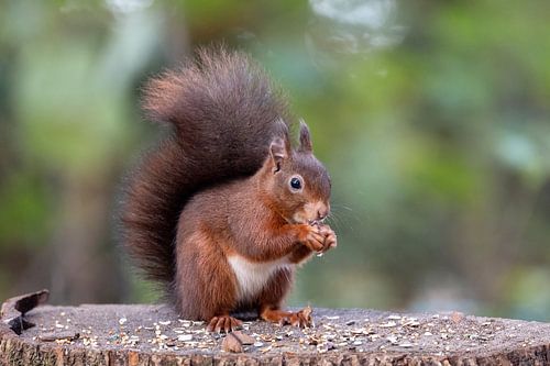 Kleine rode eekhoorn