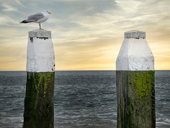 Dutch Horizon