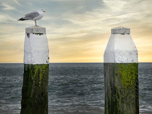 Dutch Horizon