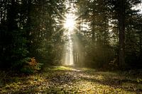 Sun in the forest