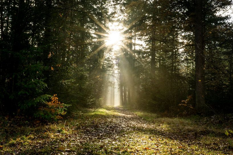 Soleil dans la forêt par Edwin Boer