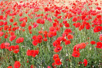 Roter Mohn 5