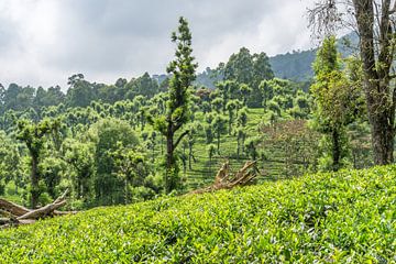 Tea plantations by Joost Potma
