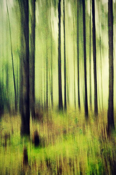 Bewegte Bäume von Frank Tauran