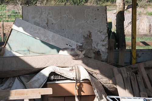 Puss in his Castle - Ultramort