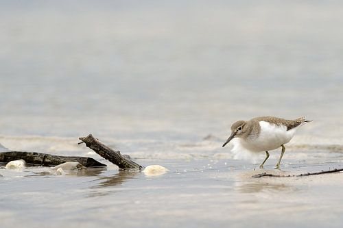 Oeverloper met opwaaiende veren